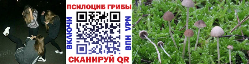 хочу omg как зайти Псилоцибиновые грибы Psilocybe Обь